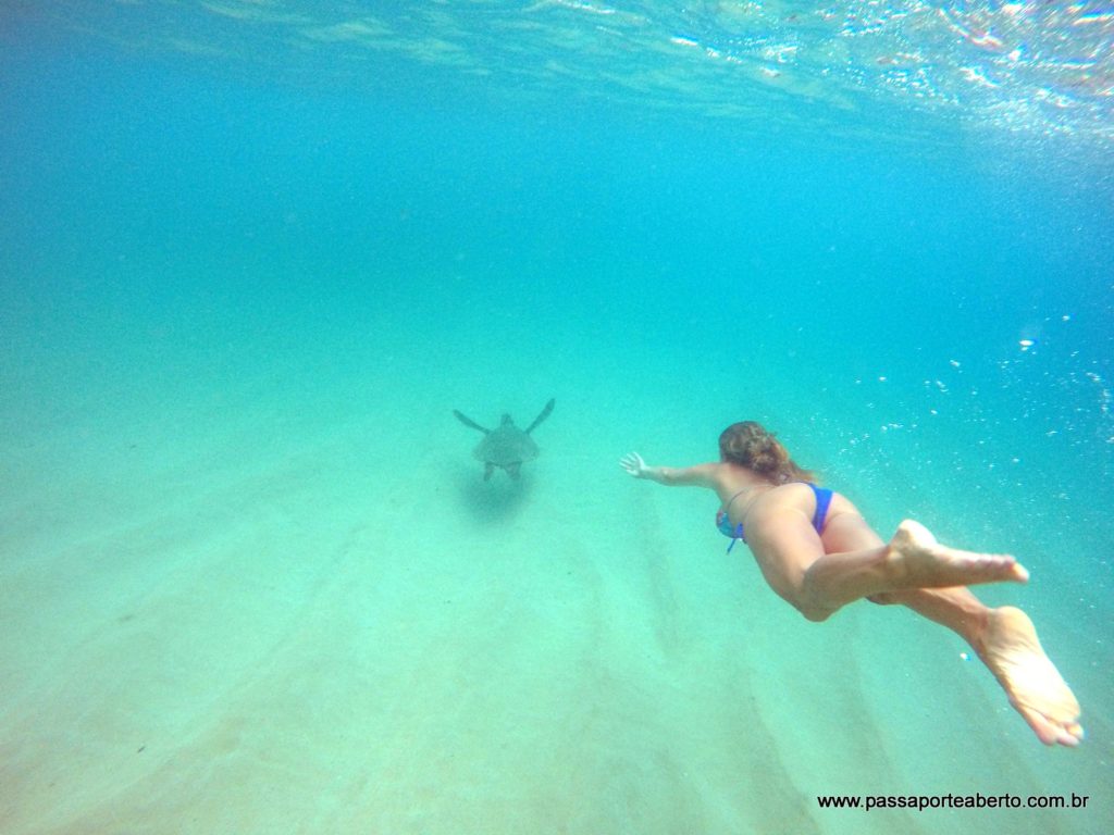 Nadando com uma tortuga em Waimea Bay