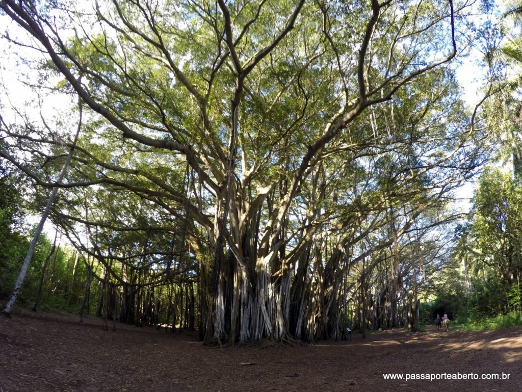 A Banian tree que tem na trilha do Turtle Bay foi cenário de Lost e dos Piratas do Caribe e tem mais de cem anos!