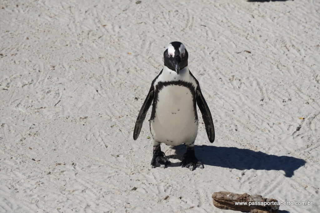 2017-03-29 - B - Boulders Beach (23)