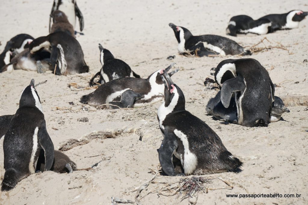 2017-03-29 - B - Boulders Beach (34)