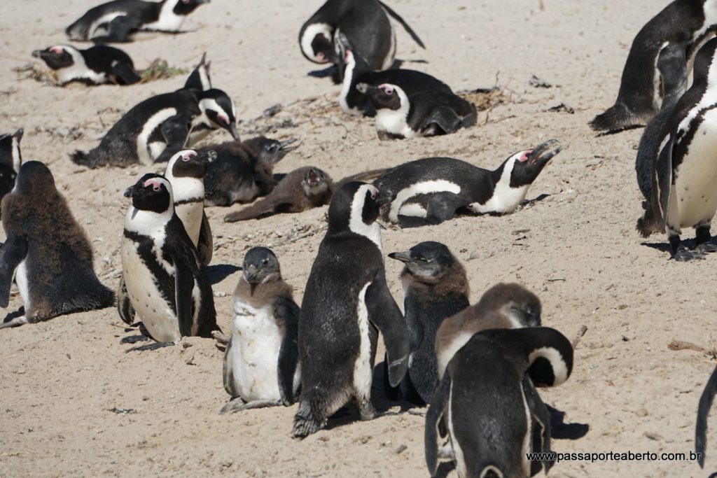 Pinguins na praia de Boulders Beach