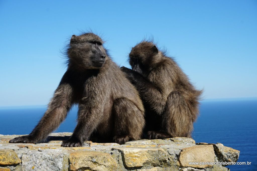 2017-03-29 - C - Cape Point (91)