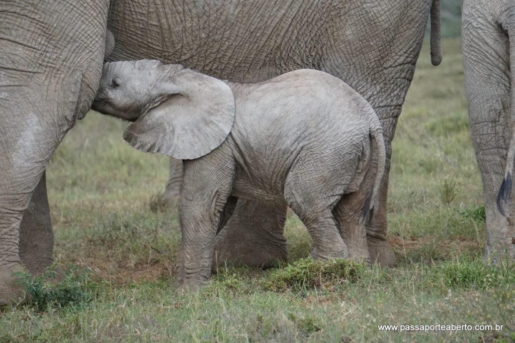 Bebê elefantinho mamando!