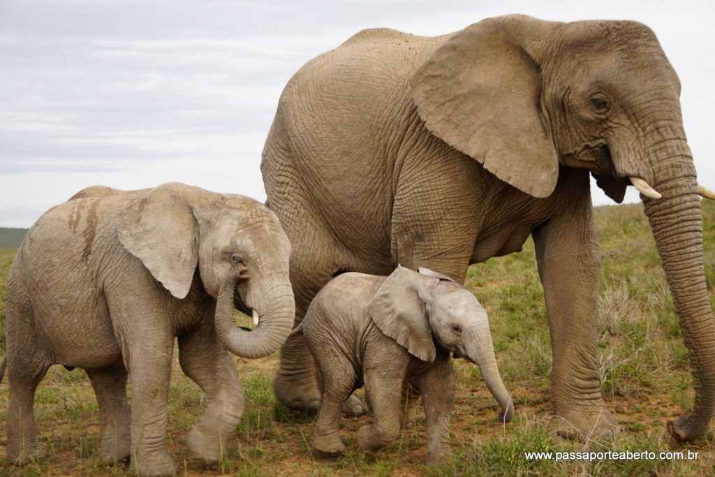Família de elefantes!