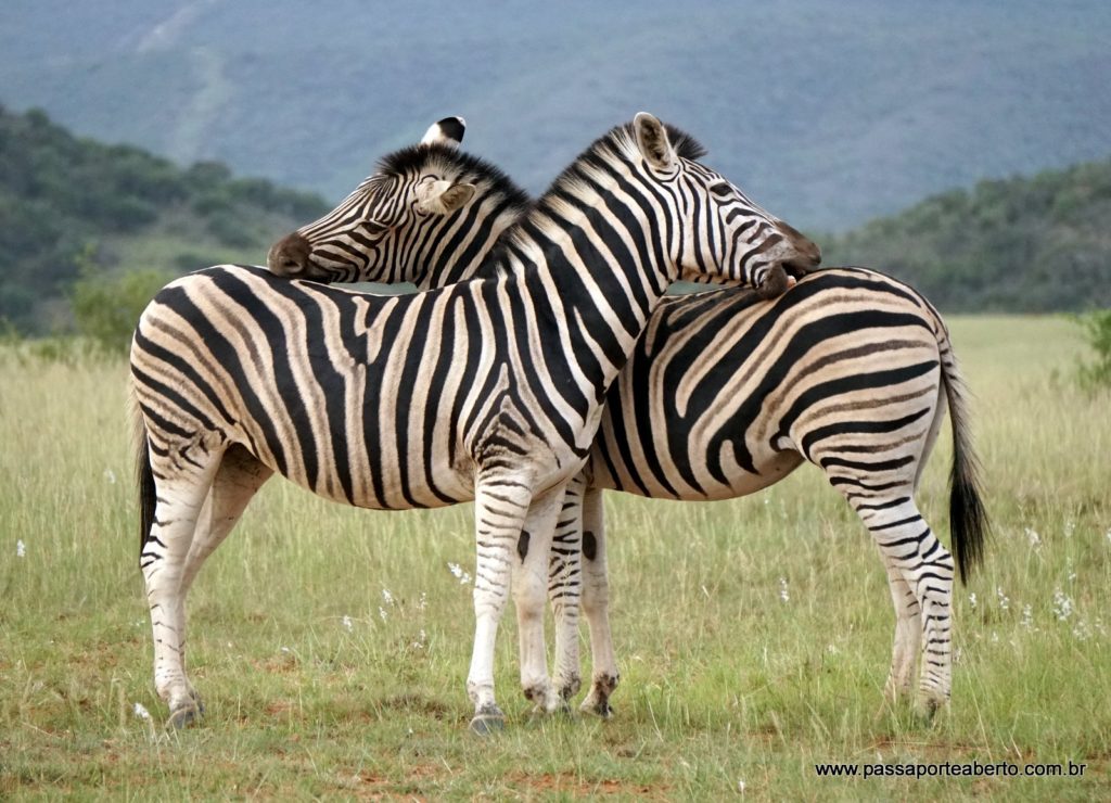 Momento legal das zebras!