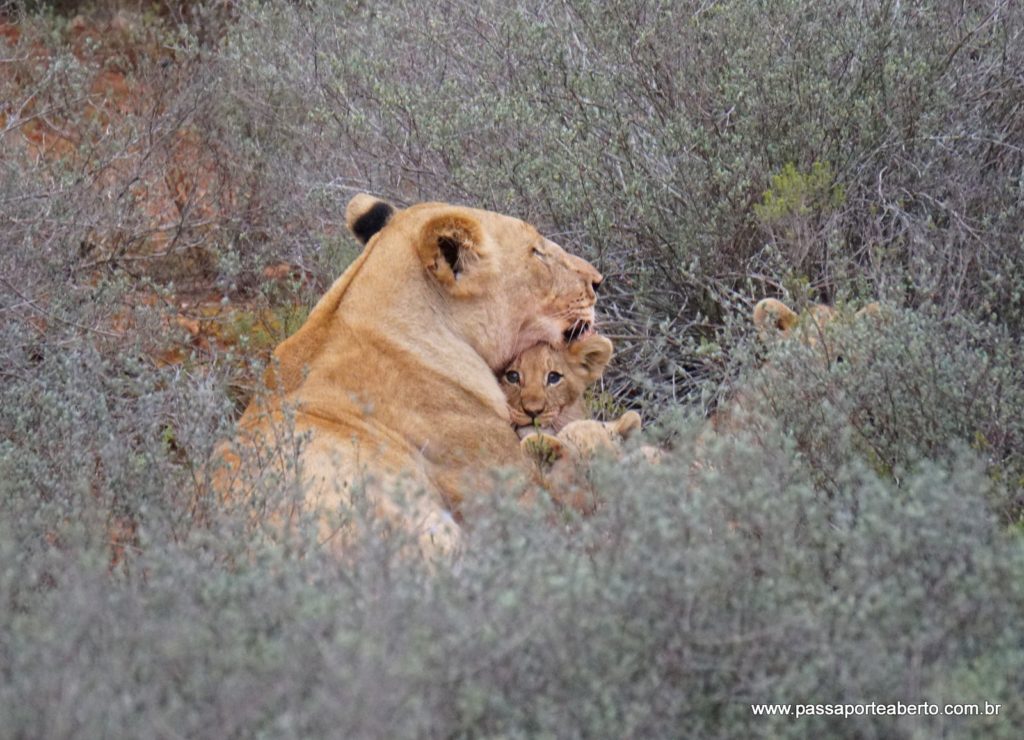 Mamãe leoa e seus filhotinhos de 2 meses, que neste dia foram vistos na reserva pela primeira vez!