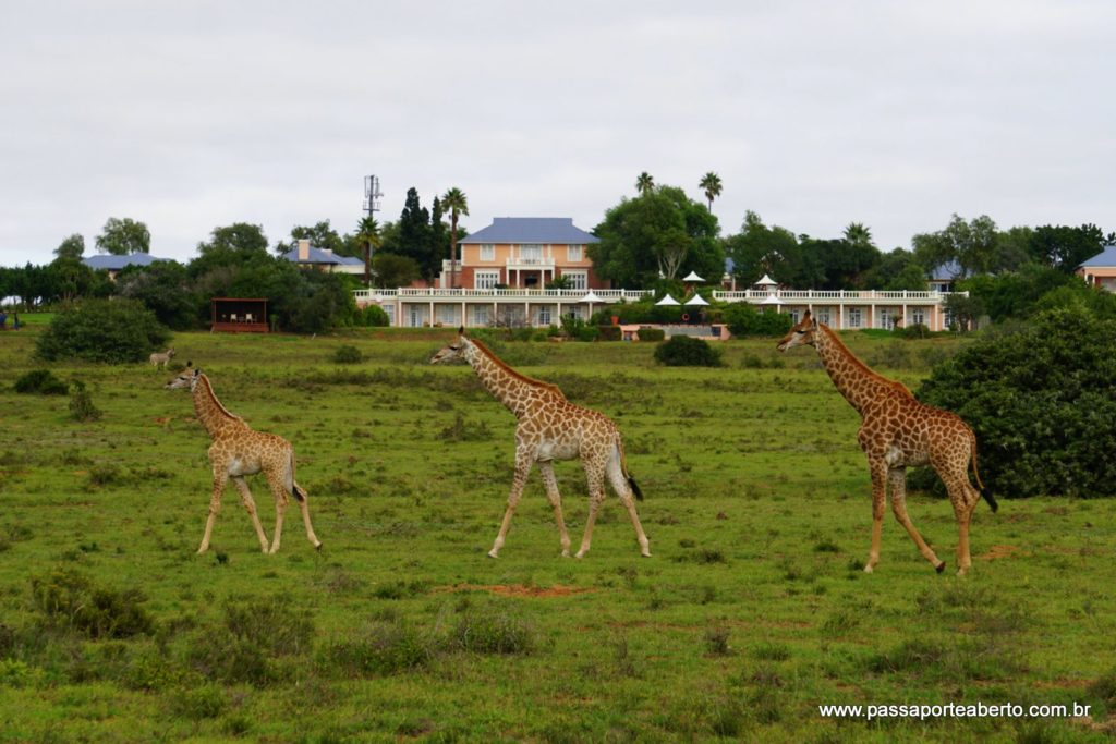Girafas passeando bem em frente a um dos Lodges da Reserva