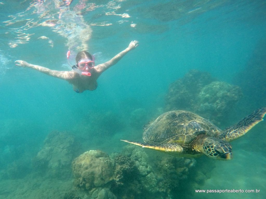 Vendo tartarugas no Hawaii. Só olhar, sem tocar e não levar nada além das lembranças!
