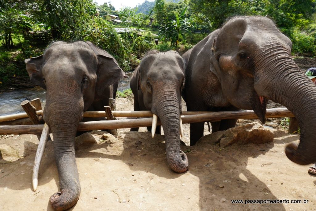 Os três elefantes fofos do nosso passeio! Od dois filhos e a mãe, a maior delas, com 60 anos!
