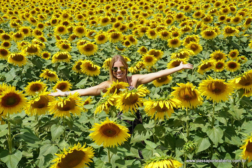 Vá no verão para ter céu azul e muitos girassóis!