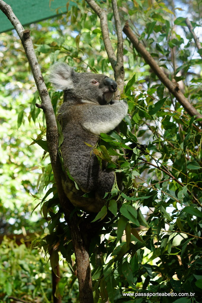 Aqui em Queensland você pode abraçar o coala pra foto, mas faça um favor para eles e não faça isso! Dá pra ver eles bem de pertinho em santuários e acho que eles ficam mais felizes assim!