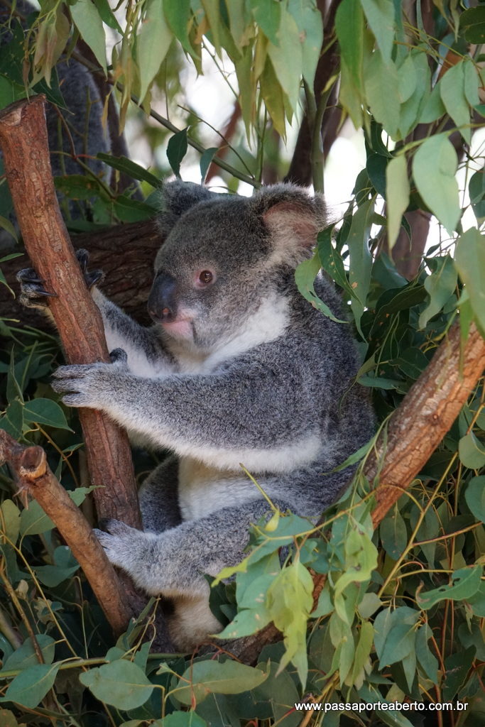 koala-currumbin-wildlife-sanctuary-queensland-australia