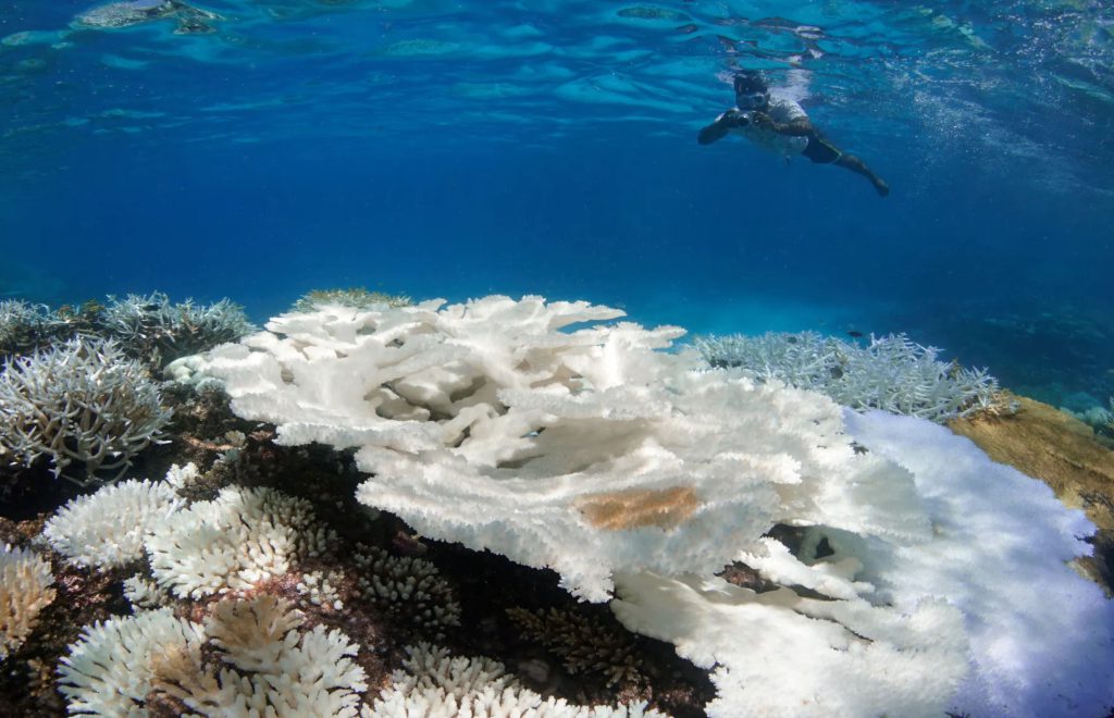 Corais esbranquiçados nas Maldivas
